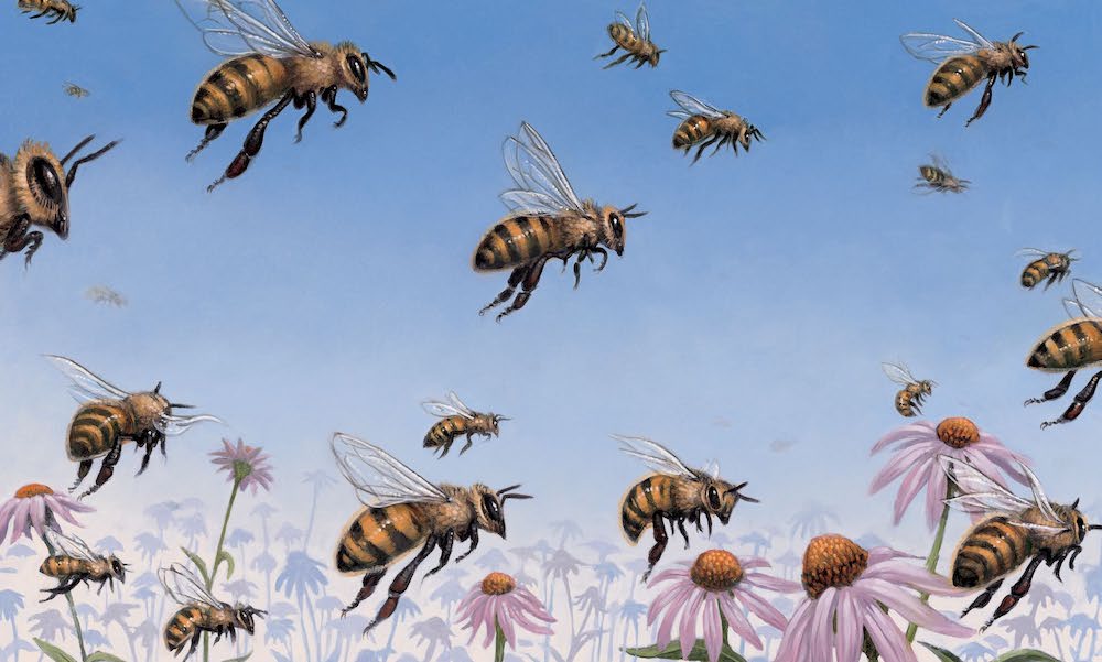 Honeybee Cover56